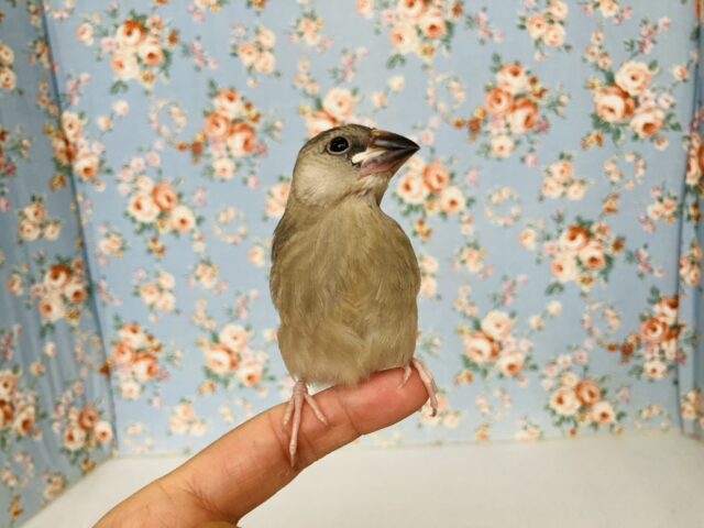 モチモチ餅文ちゃん🖤🤍一人餌になりました🐧🎓かわいい桜文鳥ちゃん🎓✨ 桜文鳥