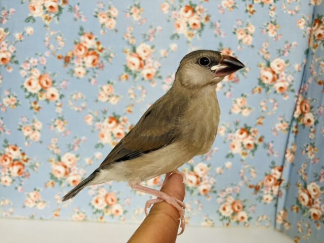 モチモチ餅文ちゃん🖤🤍一人餌になりました🐧🎓かわいい桜文鳥ちゃん🎓✨ 桜文鳥