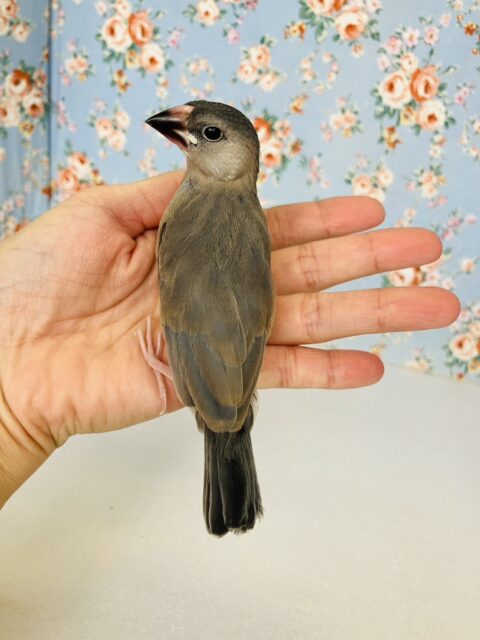 モチモチ餅文ちゃん🖤🤍一人餌になりました🐧🎓かわいい桜文鳥ちゃん🎓✨ 桜文鳥