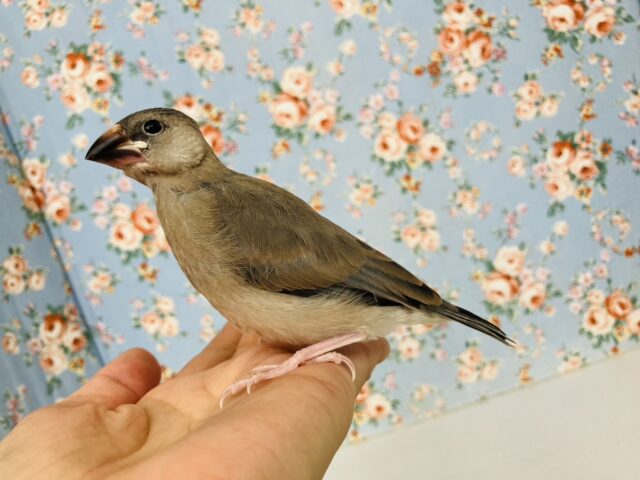 モチモチ餅文ちゃん🖤🤍一人餌になりました🐧🎓かわいい桜文鳥ちゃん🎓✨ 桜文鳥