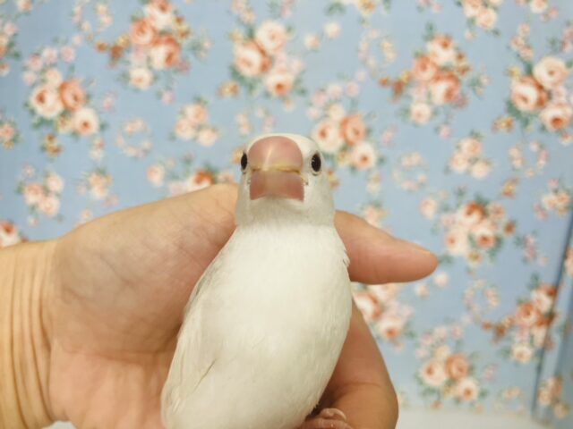 鮮やかにクチバシが色づきます💄✨白文鳥ちゃん🤍🤍 白文鳥