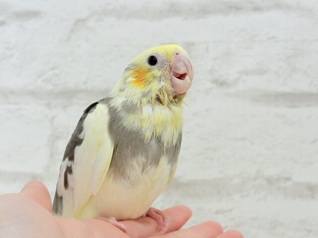 オカメインコ