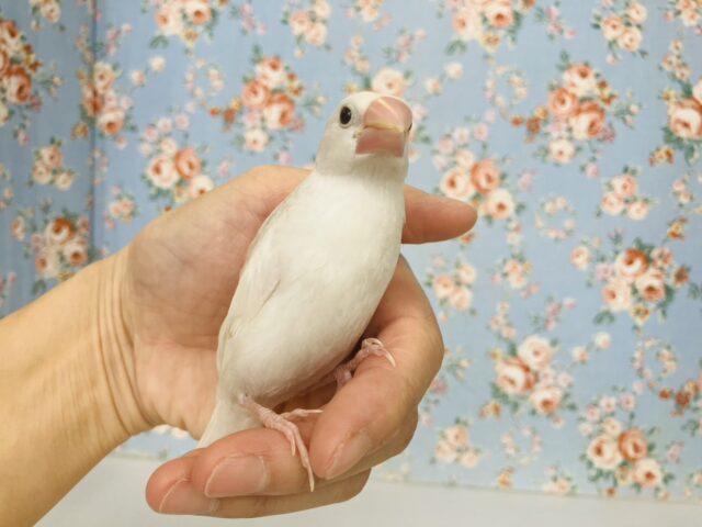 鮮やかにクチバシが色づきます💄✨白文鳥ちゃん🤍🤍 白文鳥