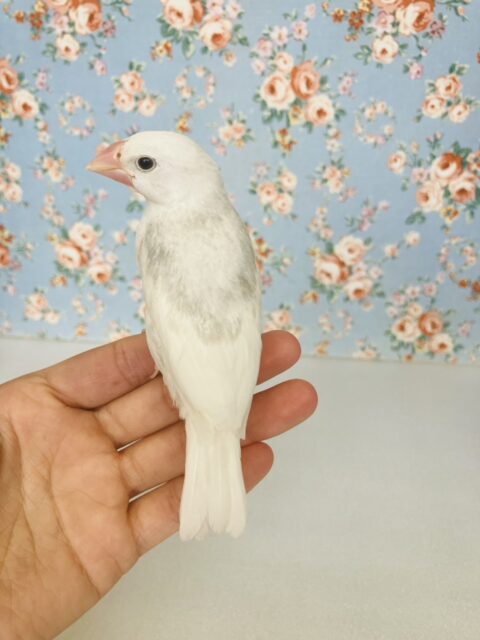 鮮やかにクチバシが色づきます💄✨白文鳥ちゃん🤍🤍 白文鳥