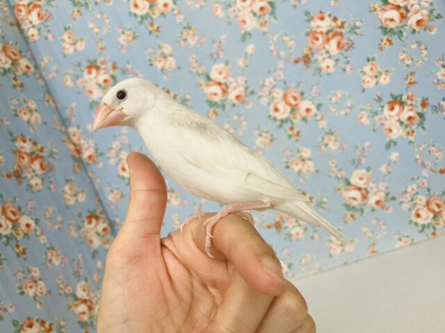 鮮やかにクチバシが色づきます💄✨白文鳥ちゃん🤍🤍 白文鳥
