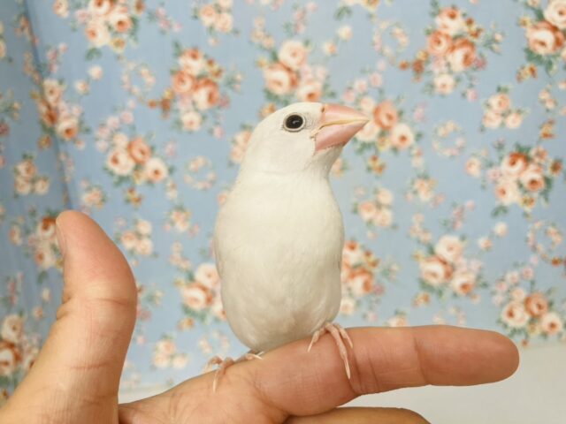 鮮やかにクチバシが色づきます💄✨白文鳥ちゃん🤍🤍 白文鳥