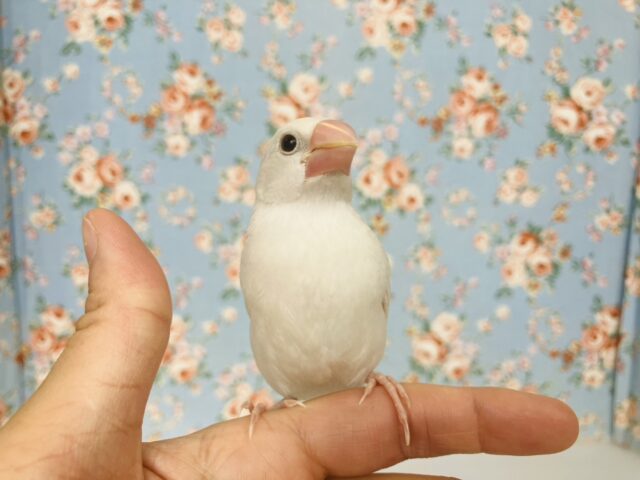 鮮やかにクチバシが色づきます💄✨白文鳥ちゃん🤍🤍 白文鳥