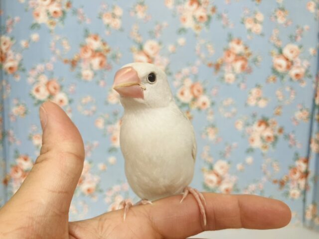 鮮やかにクチバシが色づきます💄✨白文鳥ちゃん🤍🤍 白文鳥