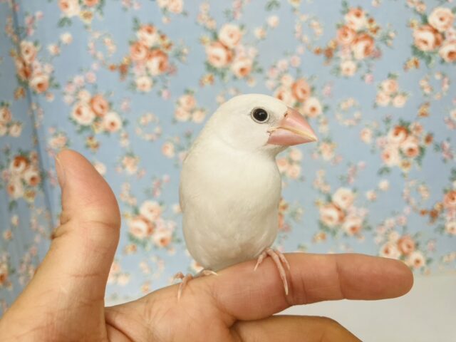 鮮やかにクチバシが色づきます💄✨白文鳥ちゃん🤍🤍 白文鳥