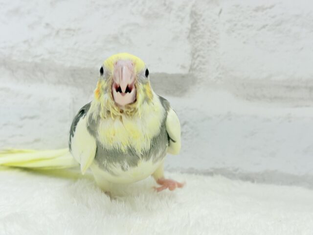 オカメインコ