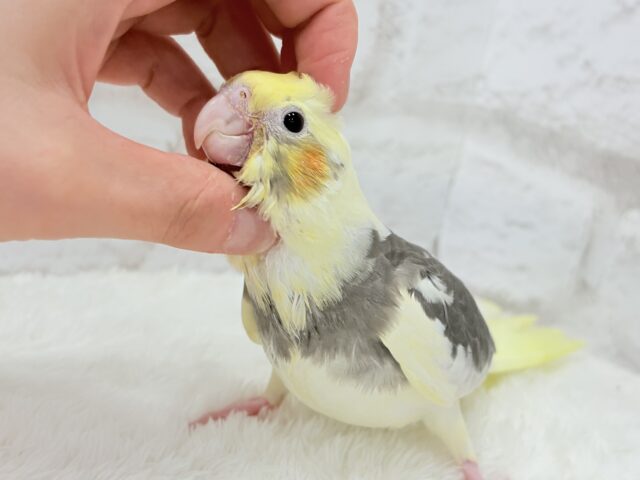 オカメインコ