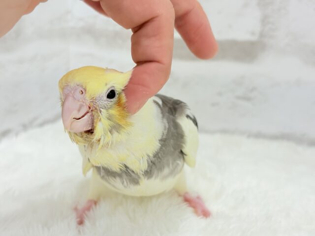 オカメインコ