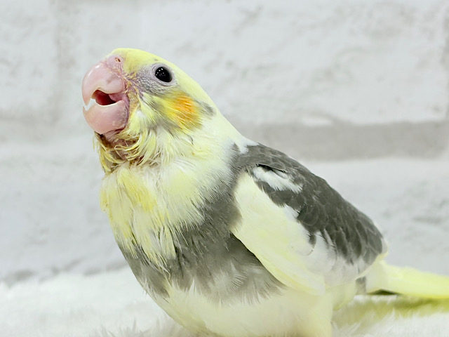 【最新画像更新🪄】癒し系の恐竜ちゃん🐣🫧オカメインコ(パイド) ヒナ