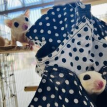 くりくりお目目の爆可愛兄弟♡フクロモモンガのリューシスティック〜✨ くりくりお目目の爆可愛兄弟♡フクロモモンガのリューシスティック〜✨