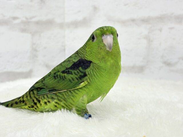 ボクの大好物はリンゴだよ🍏サザナミインコ(ノーマル) サザナミインコ