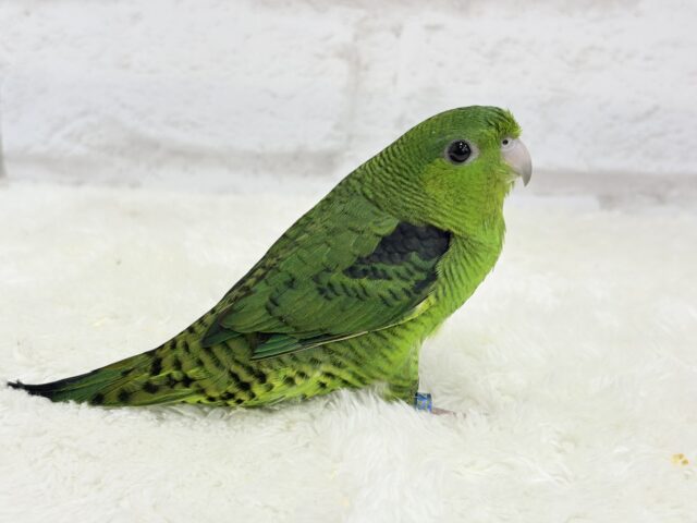 ボクの大好物はリンゴだよ🍏サザナミインコ(ノーマル) サザナミインコ