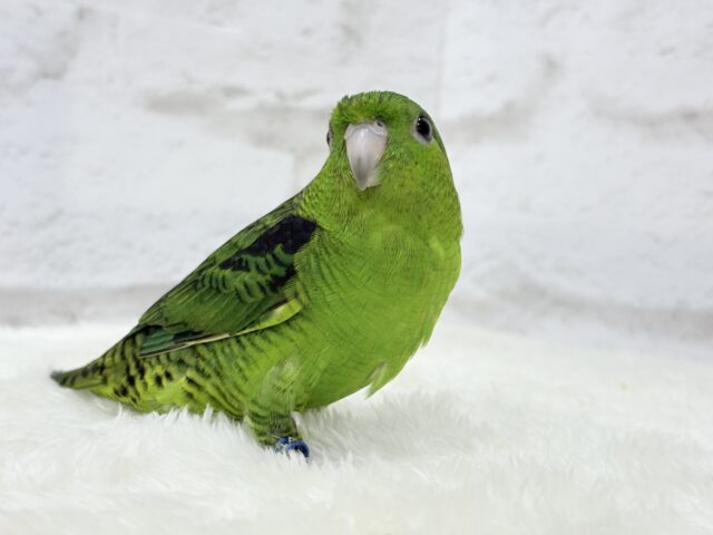 ボクの大好物はリンゴだよ🍏サザナミインコ(ノーマル) サザナミインコ