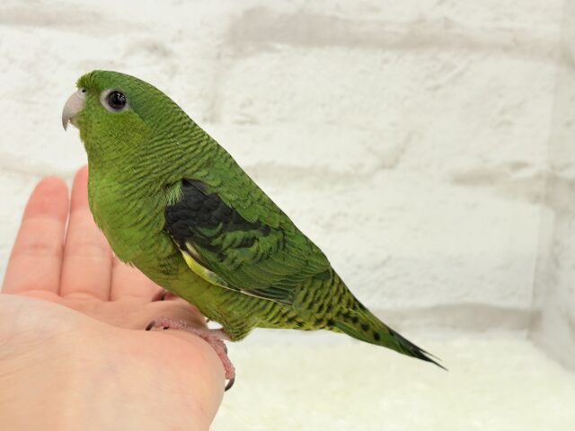 ボクの大好物はリンゴだよ🍏サザナミインコ(ノーマル) サザナミインコ