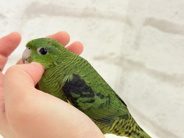 ボクの大好物はリンゴだよ🍏サザナミインコ(ノーマル) サザナミインコ