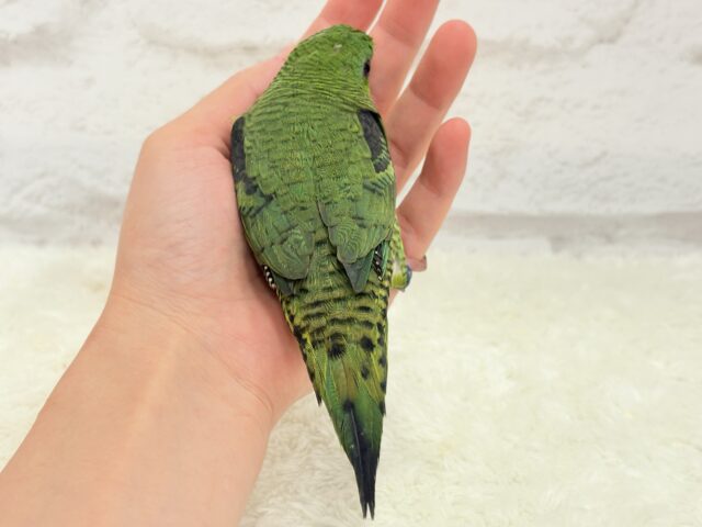 ボクの大好物はリンゴだよ🍏サザナミインコ(ノーマル) サザナミインコ