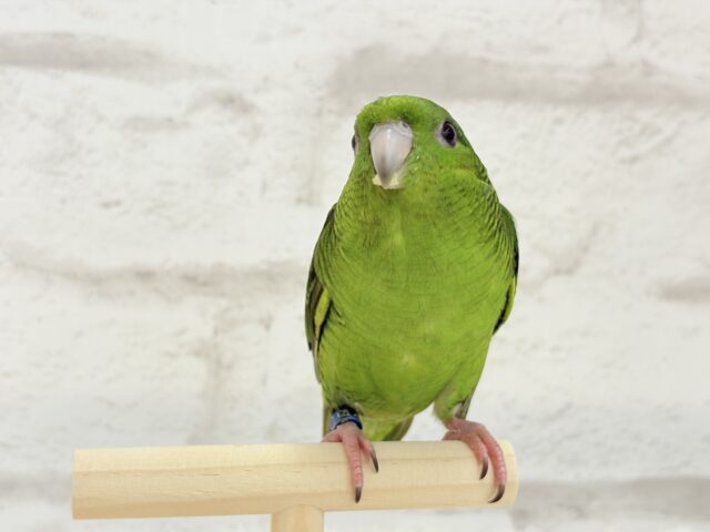 ボクの大好物はリンゴだよ🍏サザナミインコ(ノーマル) サザナミインコ