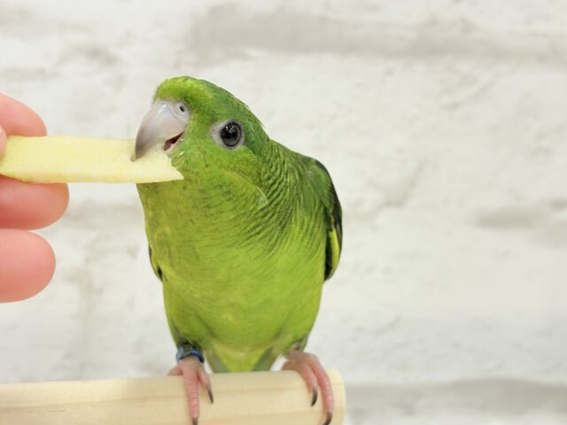 ボクの大好物はリンゴだよ🍏サザナミインコ(ノーマル) サザナミインコ