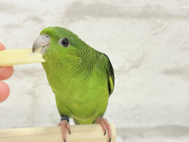 ボクの大好物はリンゴだよ🍏サザナミインコ(ノーマル) サザナミインコ