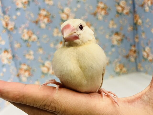 ハートのお胸🤎🐥シナモン文鳥ヒナちゃん🌟 シナモン文鳥