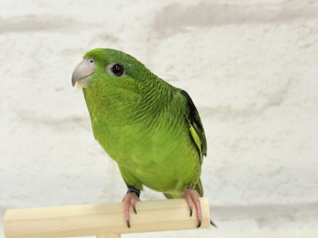 ボクの大好物はリンゴだよ🍏サザナミインコ(ノーマル) サザナミインコ