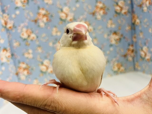 ハートのお胸🤎🐥シナモン文鳥ヒナちゃん🌟 シナモン文鳥
