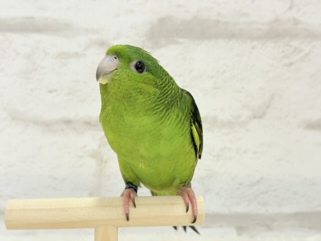 ボクの大好物はリンゴだよ🍏サザナミインコ(ノーマル) サザナミインコ