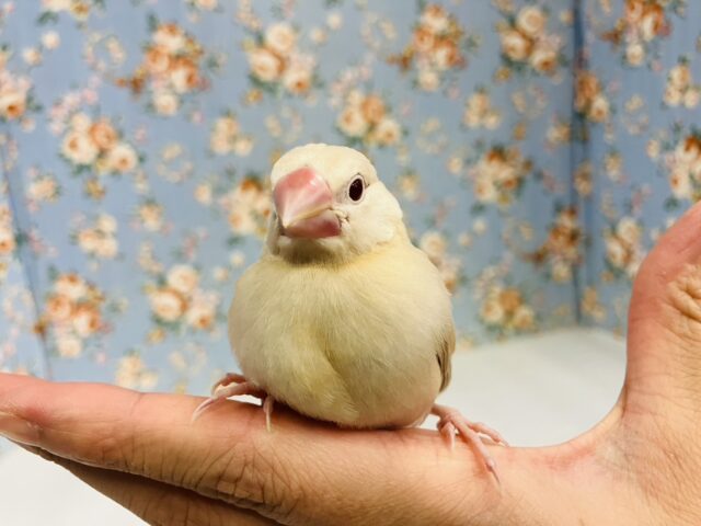 ハートのお胸🤎🐥シナモン文鳥ヒナちゃん🌟 シナモン文鳥