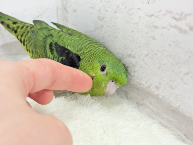 ボクの大好物はリンゴだよ🍏サザナミインコ(ノーマル) サザナミインコ