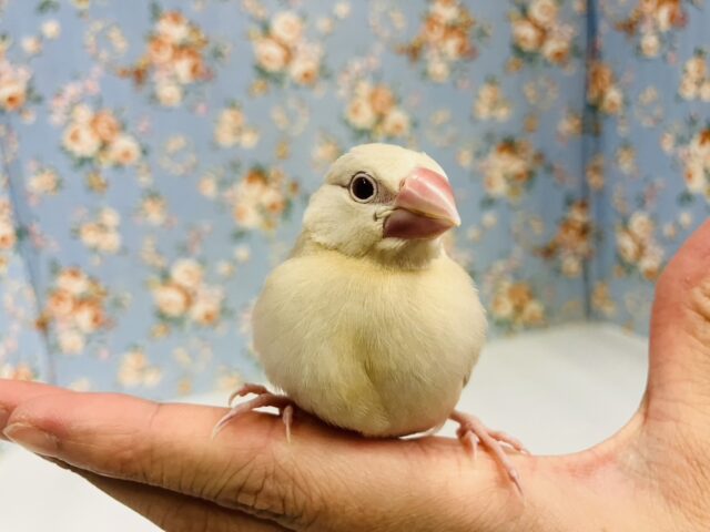 ハートのお胸🤎🐥シナモン文鳥ヒナちゃん🌟 シナモン文鳥