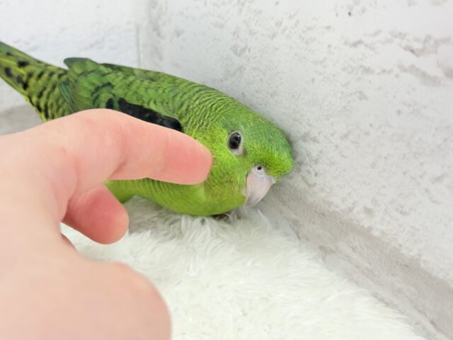 ボクの大好物はリンゴだよ🍏サザナミインコ(ノーマル) サザナミインコ