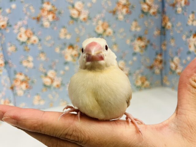 ハートのお胸🤎🐥シナモン文鳥ヒナちゃん🌟 シナモン文鳥