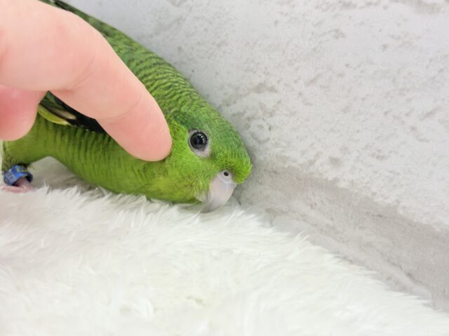ボクの大好物はリンゴだよ🍏サザナミインコ(ノーマル) サザナミインコ
