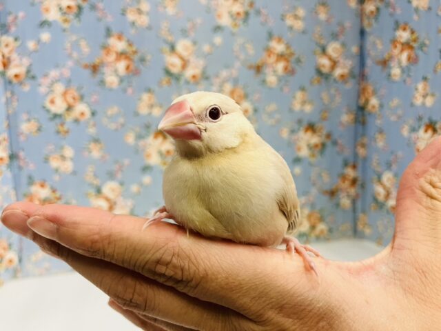 ハートのお胸🤎🐥シナモン文鳥ヒナちゃん🌟 シナモン文鳥