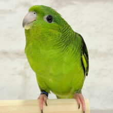 【真緒ページ】 「インコ☆オールスターズ」「ウロコさん」 Passion解放❤️‍🔥(｀✧∀✧´)ｷﾗｰﾝ!ウロコインコ(パイナップル