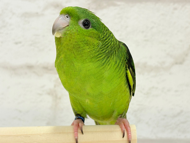 ボクの大好物はリンゴだよ🍏サザナミインコ(ノーマル) ボクの大好物はリンゴだよ🍏サザナミインコ(ノーマル)