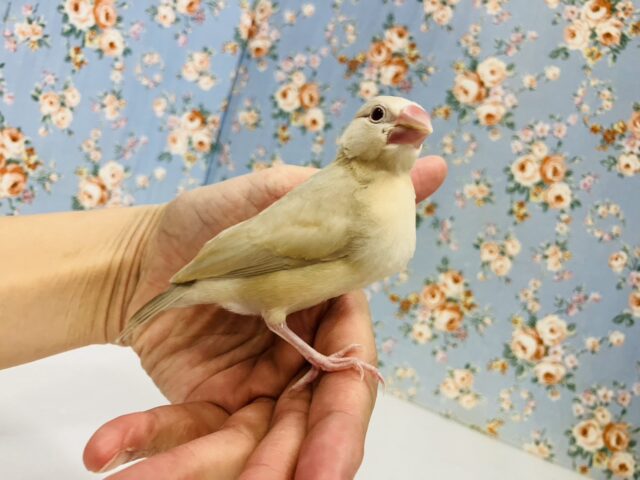 ハートのお胸🤎🐥シナモン文鳥ヒナちゃん🌟 シナモン文鳥