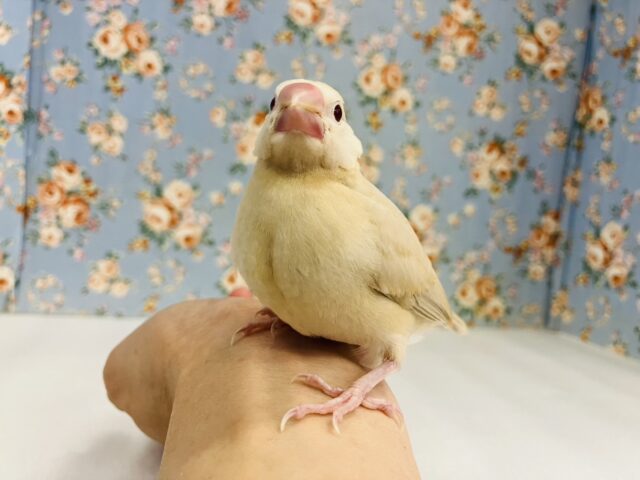 ハートのお胸🤎🐥シナモン文鳥ヒナちゃん🌟 シナモン文鳥