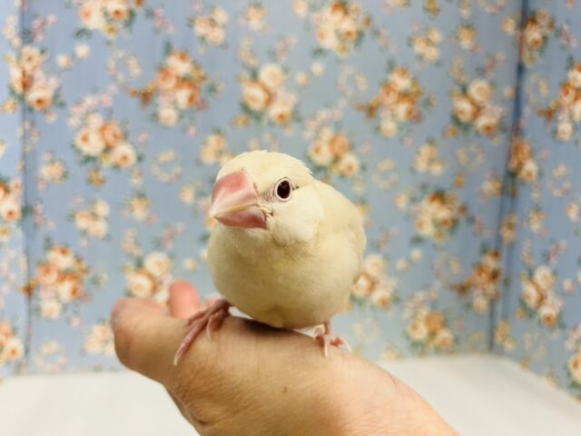 ハートのお胸🤎🐥シナモン文鳥ヒナちゃん🌟 シナモン文鳥