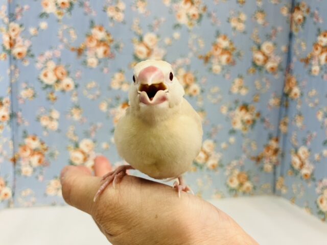 ハートのお胸🤎🐥シナモン文鳥ヒナちゃん🌟 シナモン文鳥