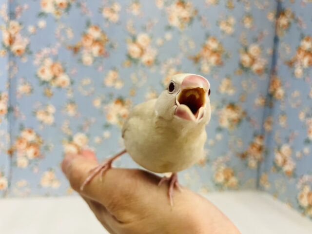 ハートのお胸🤎🐥シナモン文鳥ヒナちゃん🌟 シナモン文鳥