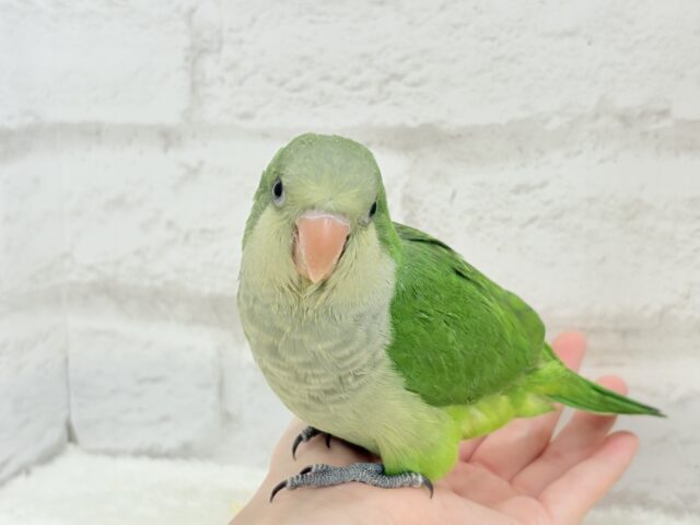 オキナインコ