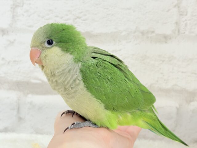 オキナインコ