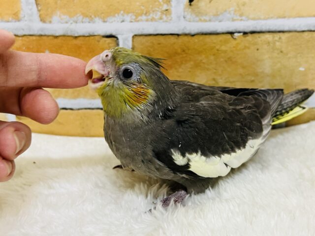 食欲には敵いませんね♡秋だもの🍠オカメインコ(ノーマル)雛入舎しました✨ オカメインコ