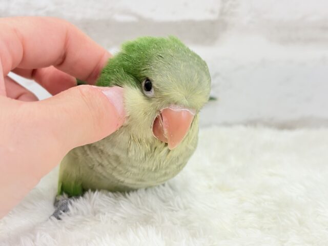 オキナインコ