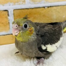 食欲には敵いませんね♡秋だもの🍠オカメインコ（ノーマル）雛入舎しました✨